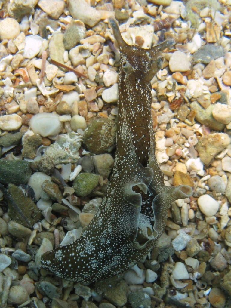 Aplysia punctata (Couvier, 1803)